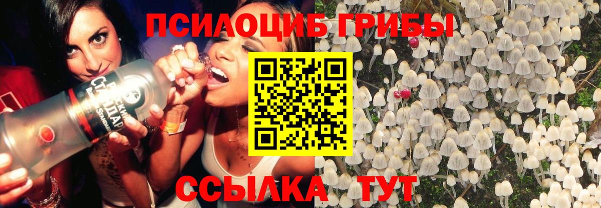 Псилоцибиновые грибы Psilocybine cubensis Горячий Ключ